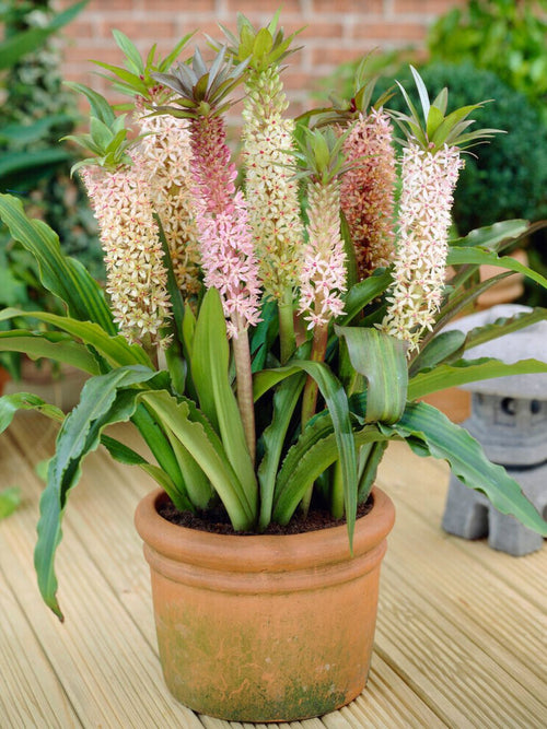 Eucomis	Comosa