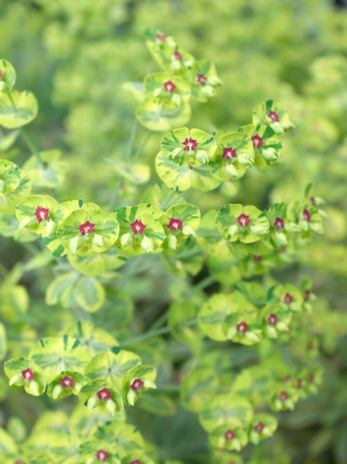 Euphorbia martinii Ascot Rainbow Wolfsmelk vaste planten