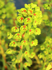 Euphorbia martinii Ascot Rainbow (Wolfsmelk)