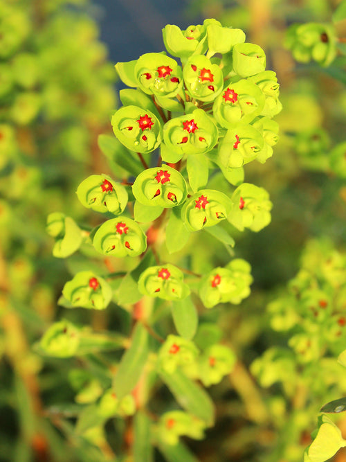 Euphorbia martinii Ascot Rainbow Wolfsmelk 