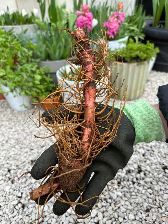 Filipendula Venusta (Moerasspirea) vaste plant