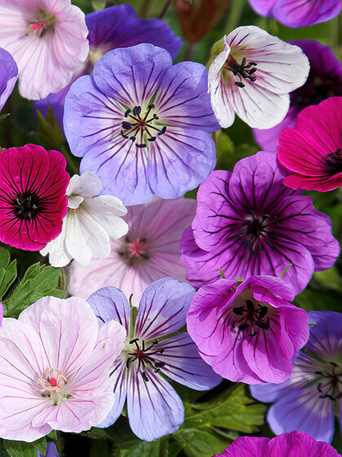 Mix Geranium voor het planten in het voorjaar!