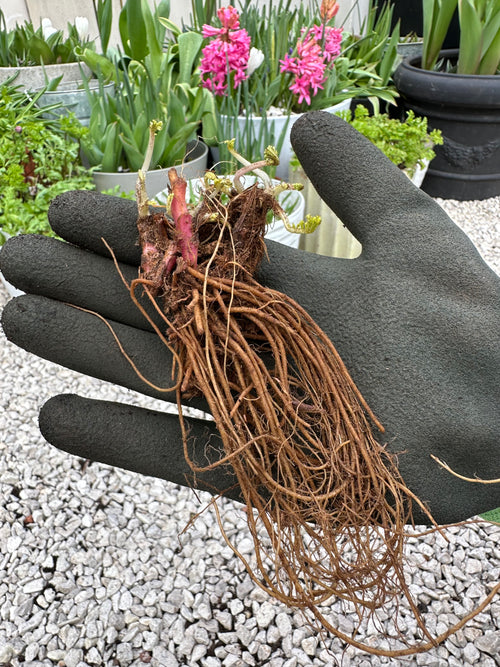 Geum - Nagelkruid Vaste Planten