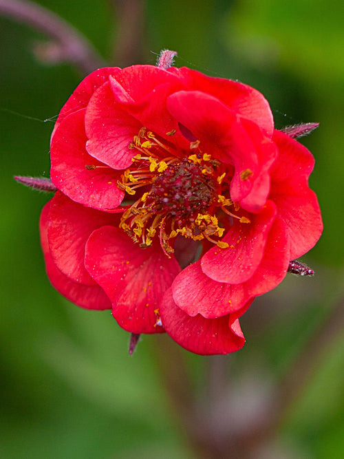 Geum Flames of Passion Vaste Planten