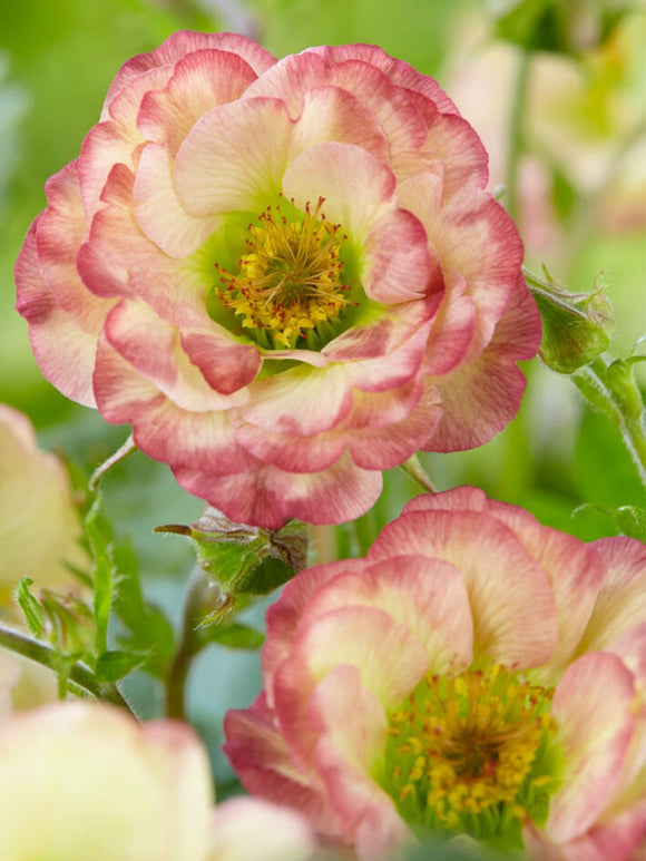 Geum (Nagelkruid) Cosmopolitan