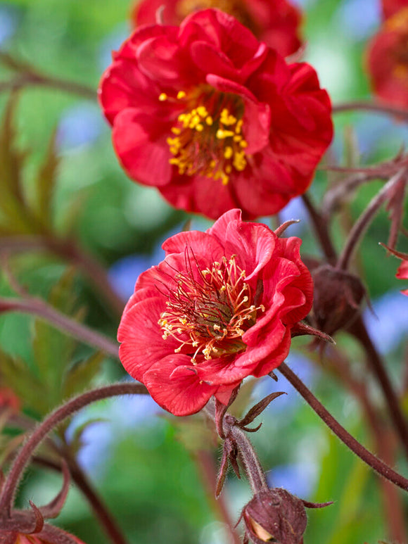 Geum (Nagelkruid) Flames of Passion