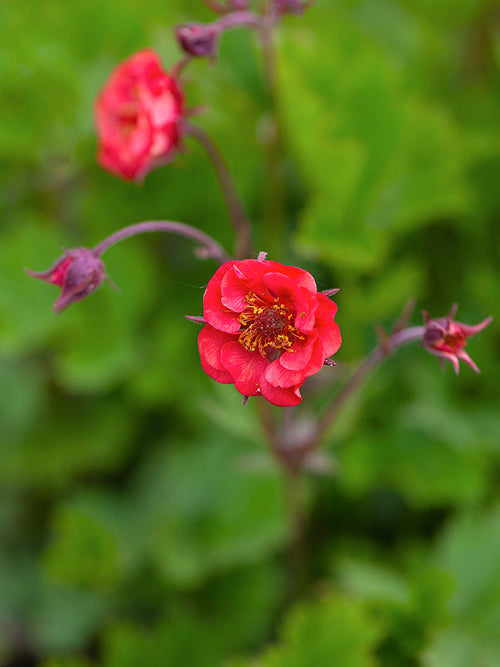 Geum (Nagelkruid) Flames of Passion Vaste Planten bestellen