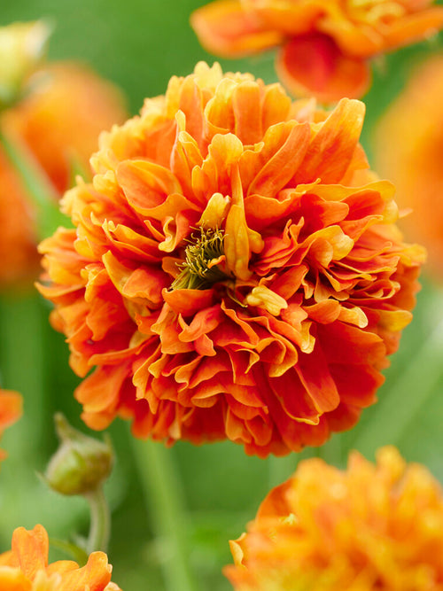 Geum (Nagelkruid) Orange Pumpkin