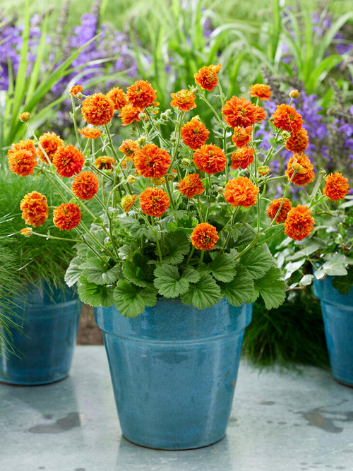 Geum (Nagelkruid) Orange Pumpkin vaste planten