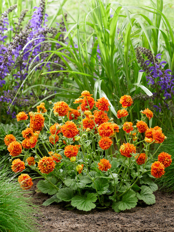 Geum (Nagelkruid) Orange Pumpkin vaste planten bestellen