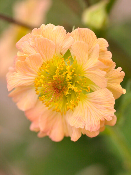 Geum (Nagelkruid) Totally Tangerine