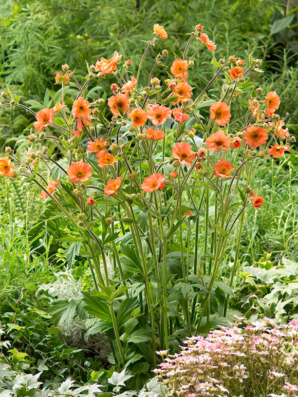 Geum (Nagelkruid) Totally Tangerine Vaste Planten