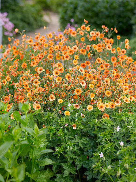 Geum (Nagelkruid) Totally Tangerine Vaste Planten bestellen