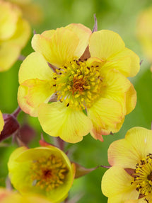 Geum (Nagelkruid) Tequila Sunrise