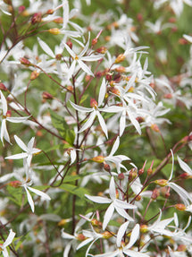 Gillenia trifoliata (Driebladige braakwortelspirea)