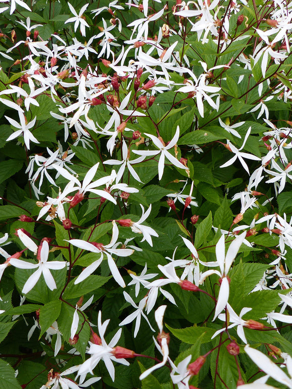 Gillenia trifoliata Driebladige braakwortelspirea planten