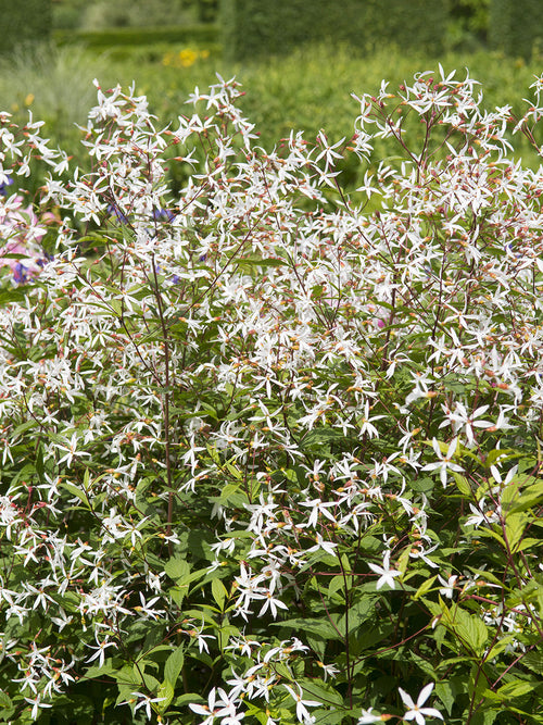 Gillenia trifoliata Driebladige braakwortelspirea planten kopen