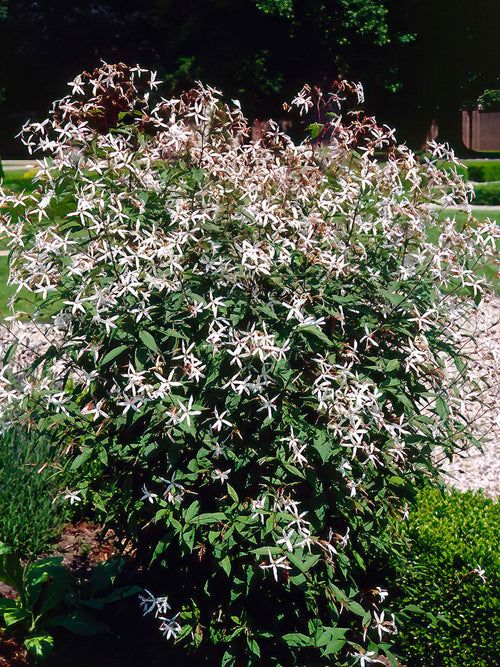 Driebladige braakwortelspirea Gillenia trifoliata vaste planten