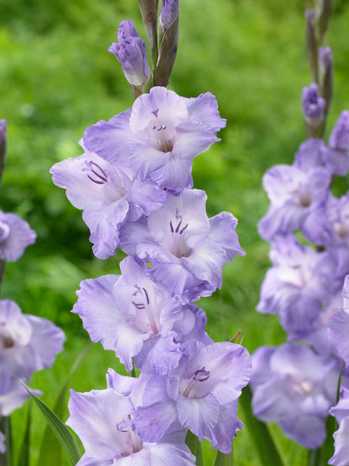 Gladiolus Milka, purple Gladiolus corms