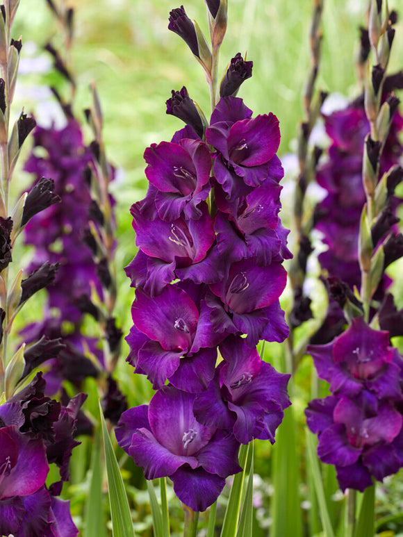 Gladiolus Mombasa UK spring delivery