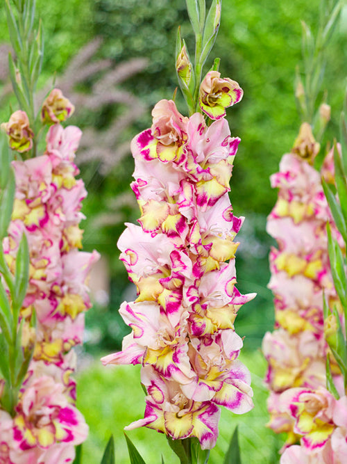 Gladiolus Quepo - creamy and pink gladiolus