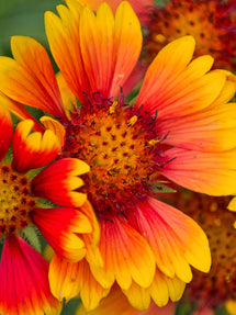 Helenium Mardi Gras (Zonnekruid)