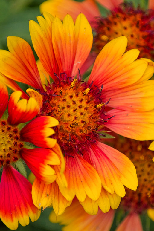 Helenium Mardi Gras (Zonnekruid)