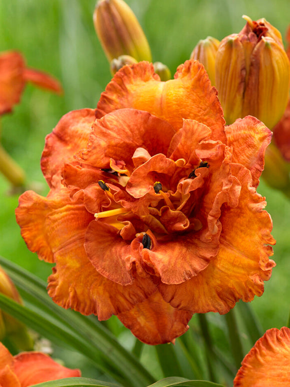 Hemerocallis Awesome Luck (Daglelies) vaste planten