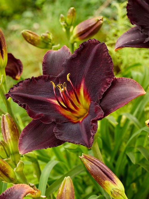 Hemerocallis Black Stockings (Daglelie)