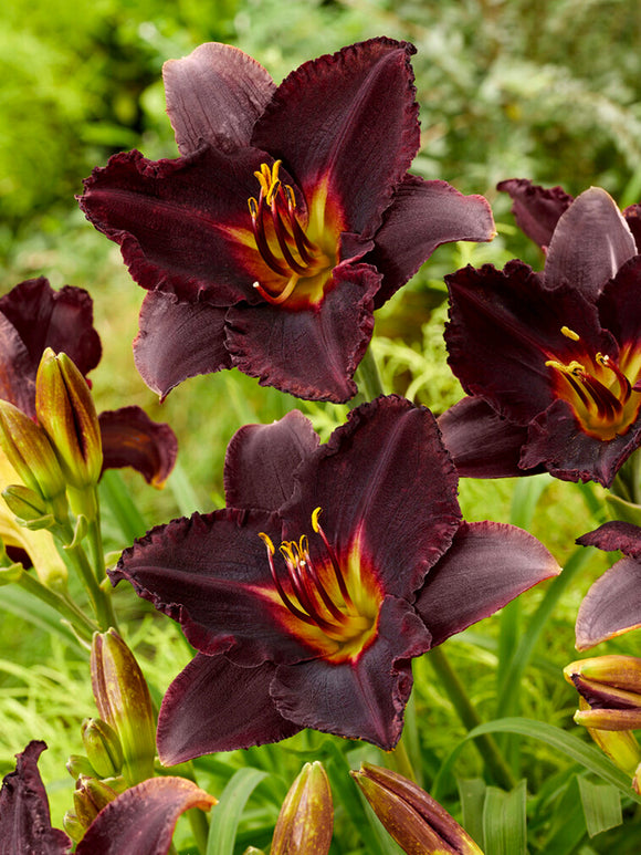 Hemerocallis Black Stockings (Daglelie) vaste planten