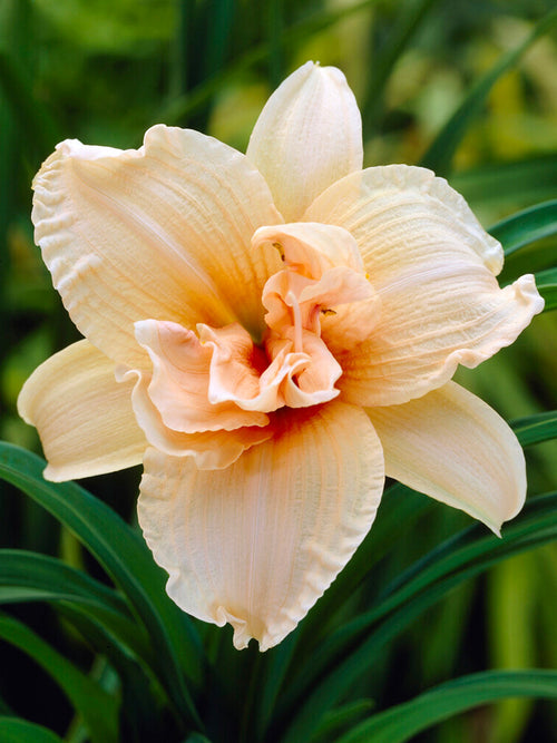 Hemerocallis Double Dream (Daglelie)