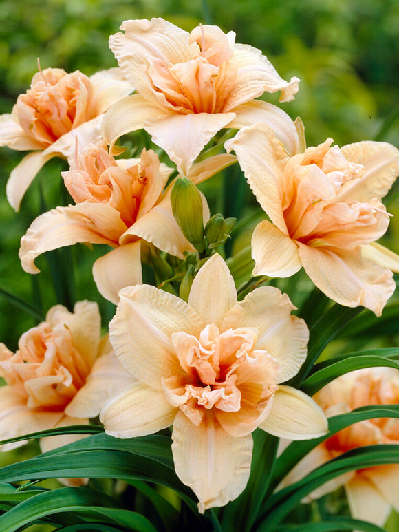 Hemerocallis Double Dream (Daglelie) vaste planten