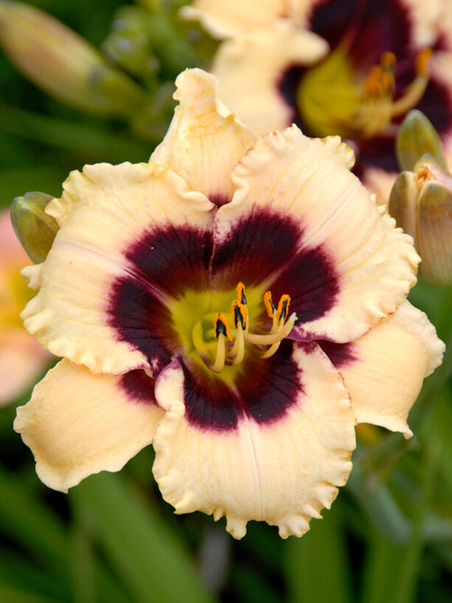  Hemerocallis Piano Man (Daglelie)