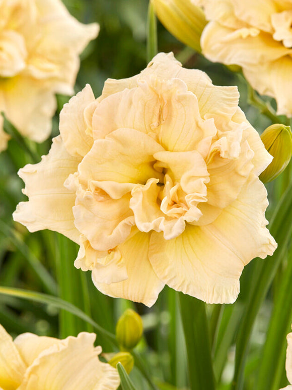 Hemerocallis Schnickel Fritz (Daglelie) vaste planten