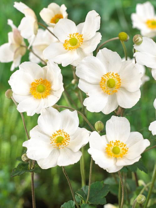 Herfstanemonen Honorine Jobert vaste planten