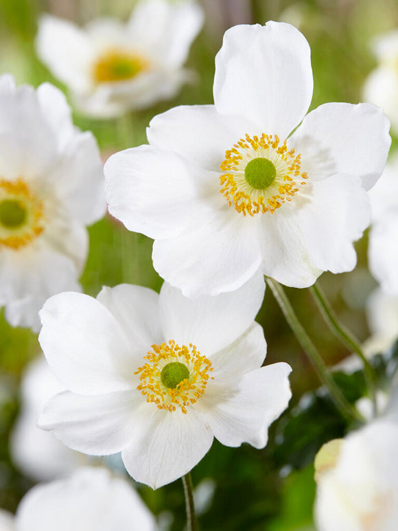 Herfstanemoon Honorine Jobert vaste planten