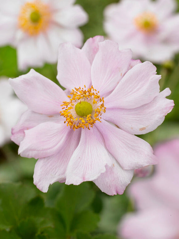 Herfstanemoon Queen Charlotte vaste planten