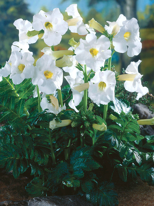 Incarvillea Delavayi Snowtop (Tuingloxinia) planten bestellen