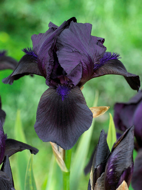 Iris Germanica (Baardiris) Black Knight