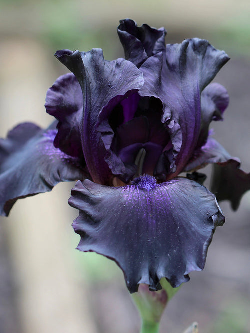 Iris Germanica (Baardiris) Black Knight vaste planten