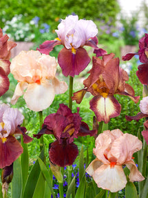 Iris Germanica (Baardiris) New Romantics Collectie