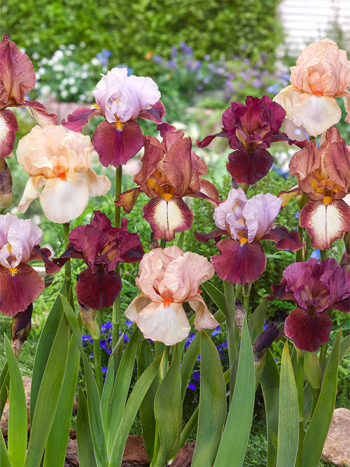 Iris Germanica (Baardiris) New Romantics Collectie Vaste Planten