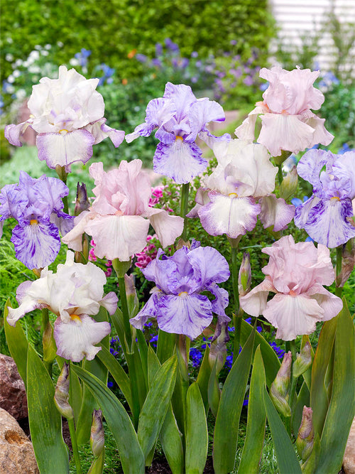 Iris Germanica (Baardiris) Pastel Collectie Vaste Planten