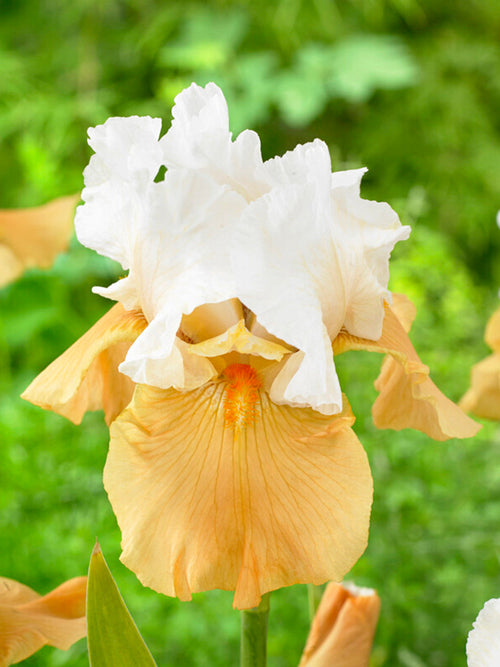 Iris Germanica (Baardiris) Pumpkin Cheesecake vaste planten