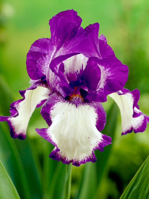 Iris Germanica Baardiris Stepping Out vaste planten