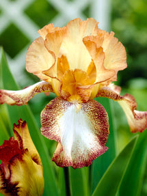 Iris Germanica (Baardiris) Siva Siva