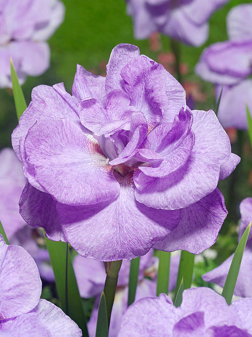 Siberian Iris Imperial Opal