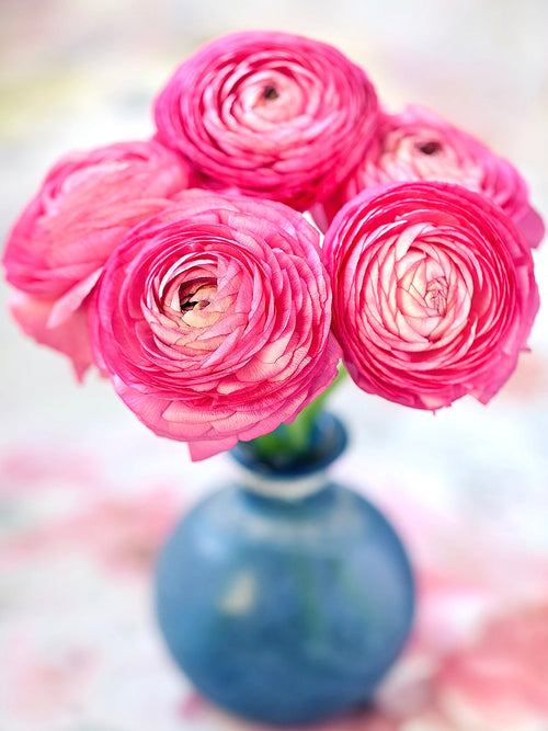 Italian Ranunculus Elegance Rosa