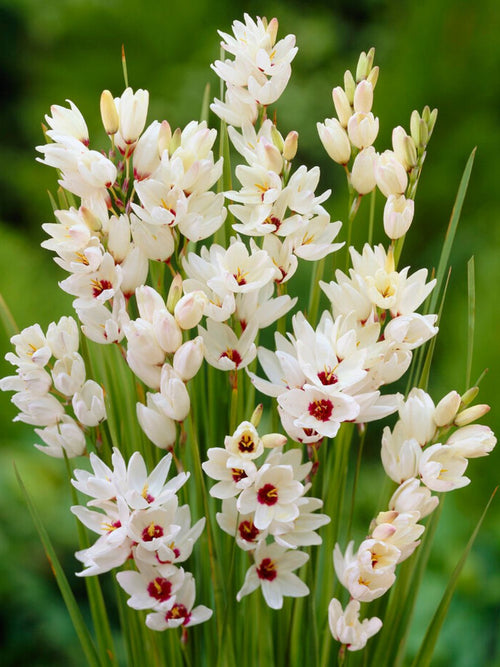  Ixia Giant Graanlelie Afrikaanse Korenlelie