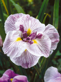 Japanse Iris Royal Pageant